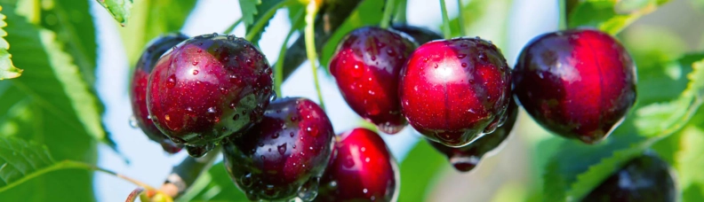 Cerezas Sol del Valle imagen destacada