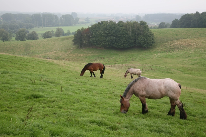 Het Huis van de Geuze Heldenbild