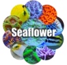 Seaflower